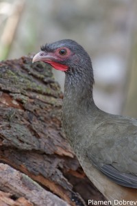 Chaco Chachalaca