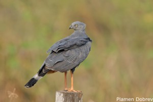 Crane Hawk