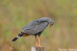 Crane Hawk