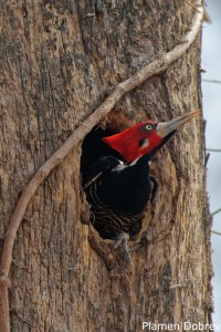 Crimson-crested Woodpecker