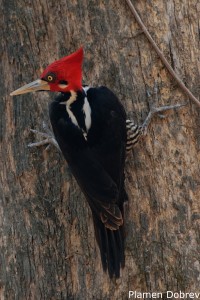 Crimson-crested Woodpecker
