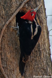 Crimson-crested Woodpecker
