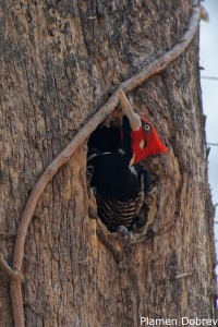 Crimson-crested Woodpecker