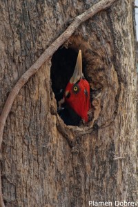Crimson-crested Woodpecker