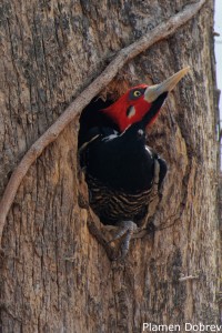Crimson-crested Woodpecker