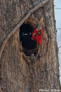 Crimson-crested Woodpecker