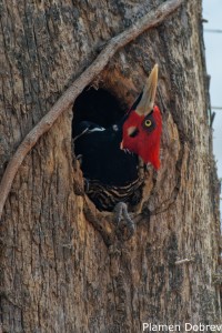 Crimson-crested Woodpecker