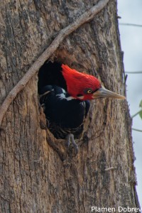 Crimson-crested Woodpecker