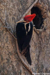 Crimson-crested Woodpecker