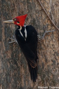 Crimson-crested Woodpecker