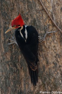 Crimson-crested Woodpecker