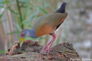 Gray-necked Wood-rail