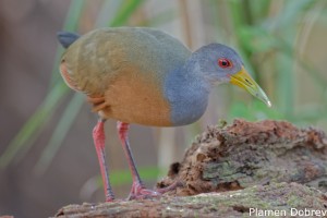 Gray-necked Wood-rail