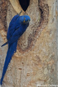 Hyacinth Macaw