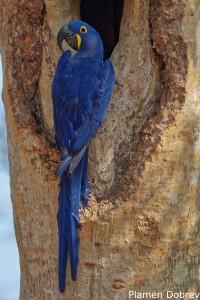 Hyacinth Macaw