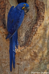 Hyacinth Macaw