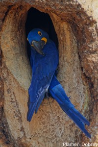 Hyacinth Macaw