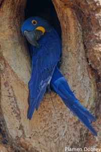 Hyacinth Macaw