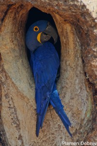 Hyacinth Macaw