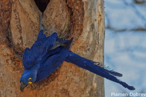 Hyacinth Macaw