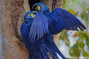 Hyacinth Macaw