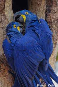 Hyacinth Macaw