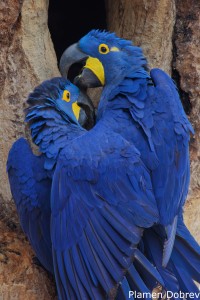 Hyacinth Macaw