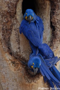 Hyacinth Macaw