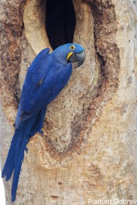 Hyacinth Macaw