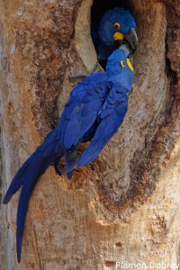 Hyacinth Macaw