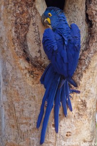 Hyacinth Macaw