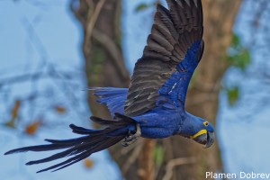 Hyacinth Macaw