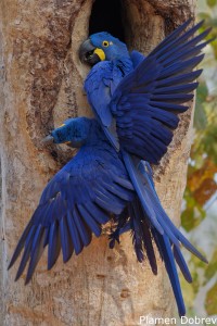 Hyacinth Macaw