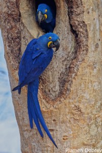 Hyacinth Macaw