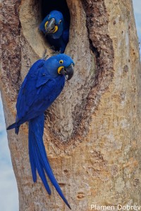 Hyacinth Macaw