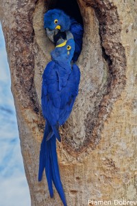 Hyacinth Macaw