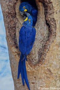 Hyacinth Macaw