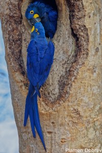 Hyacinth Macaw