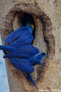Hyacinth Macaw