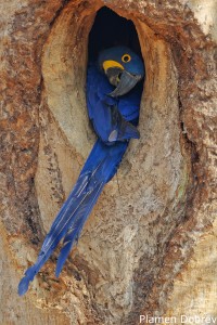 Hyacinth Macaw