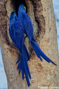 Hyacinth Macaw