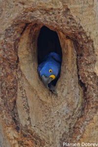 Hyacinth Macaw
