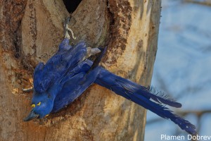Hyacinth Macaw