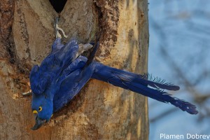 Hyacinth Macaw