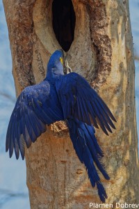 Hyacinth Macaw