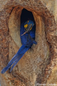 Hyacinth Macaw