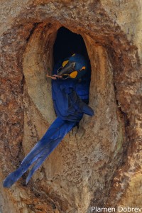 Hyacinth Macaw