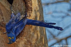 Hyacinth Macaw