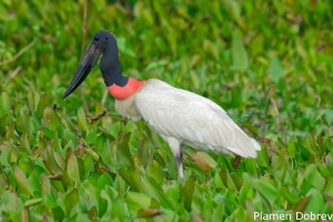 Jabiru Stork