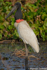 Jabiru Stork